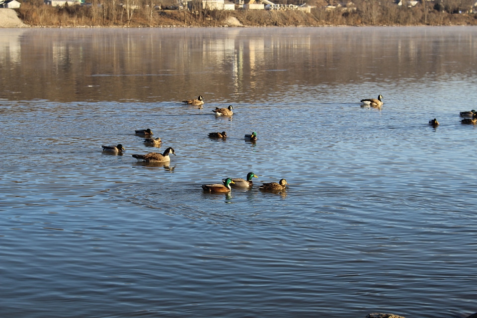 Ducks photo