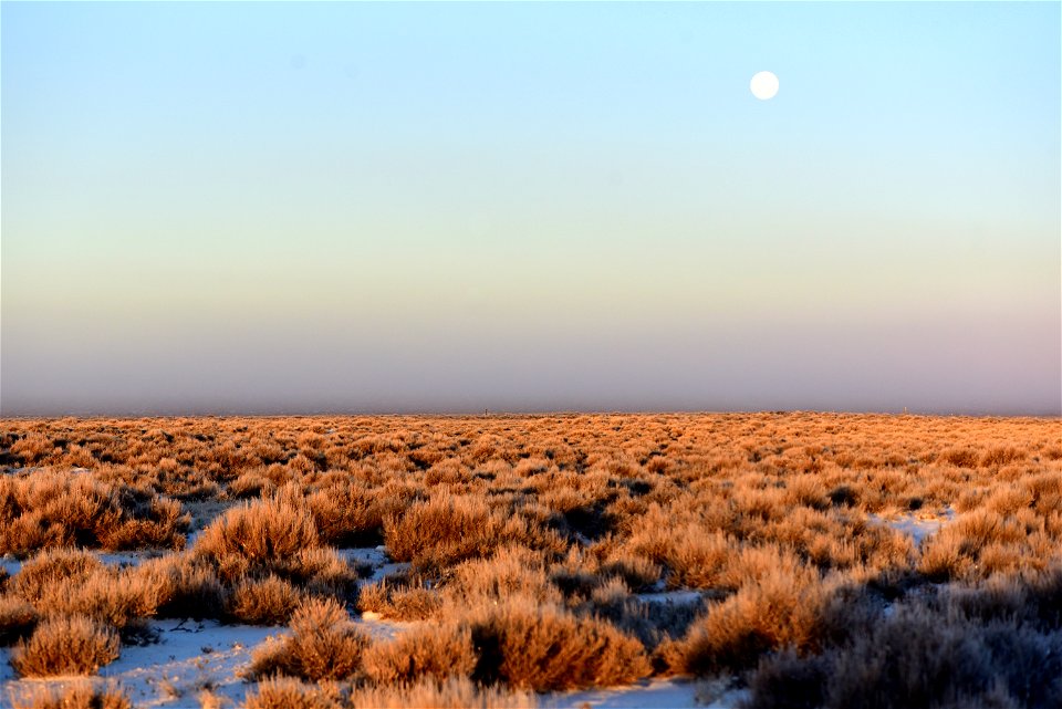 Wyoming big sagebrush (Artemesia tridentata var. wyomingensis) at Seedskadee National Wildlife Refuge