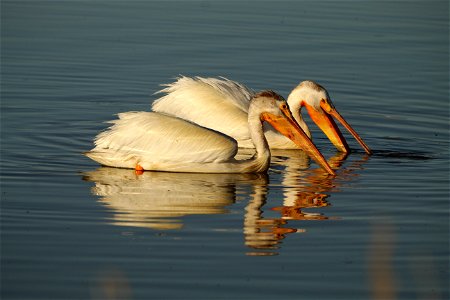 American White Pelican Bear River MBR