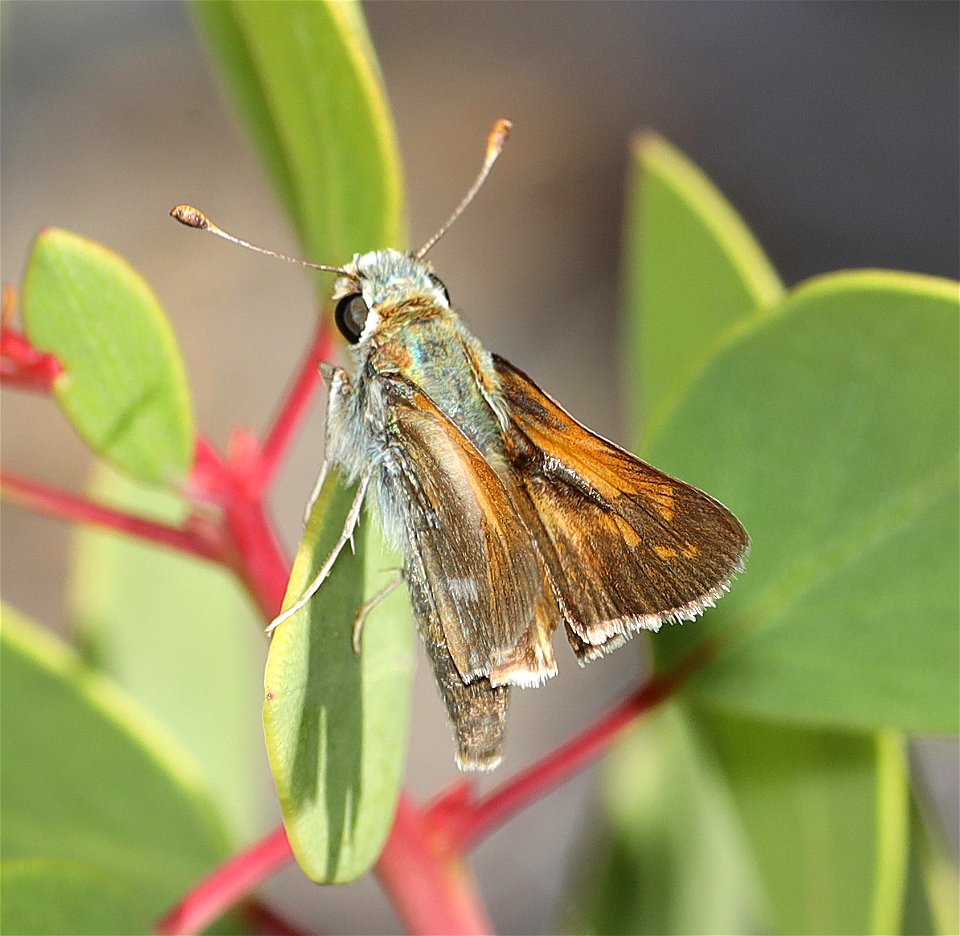 SKIPPER, COLUMBIAN (Hesperia columbia) (06-25-2022) 2360 ft, road cut 3.25  miles past bridge, eight dollar mountain road, josephine co, or (4)