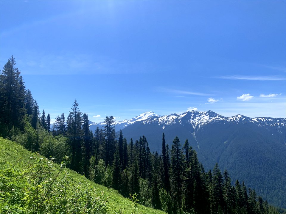 Green Mountain Trail, Mt. Baker-Snoqualmie National Forest. Photo By Sydney Corral June 28, 2021