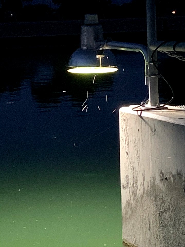 Buglight on Bonytail Pond