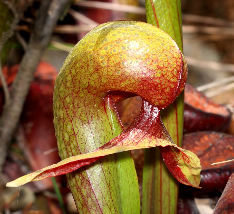 CALIFORNIA PITCHER-PLANT (Darlintonia californica) (6-1-2021) low divide road, del norte co, ca -05