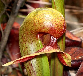 CALIFORNIA PITCHER-PLANT (Darlintonia californica) (6-1-2021) low divide road, del norte co, ca -05