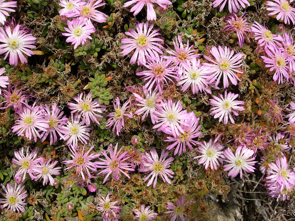Ice Plant - Drosanthemum floribundum