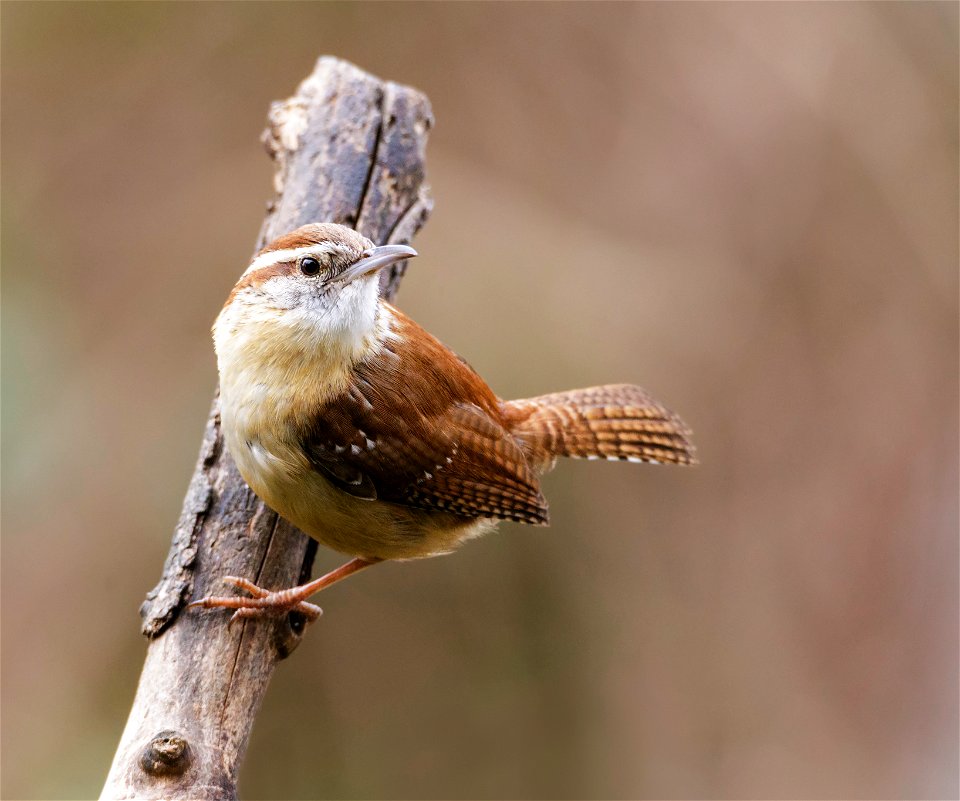 Carolina Wren photo