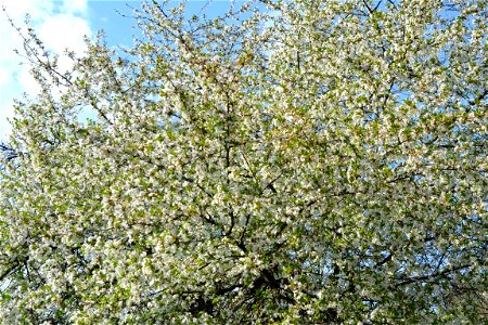 Spring ,April 2023