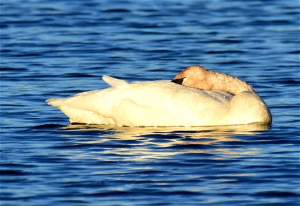 Trumpeter swan at Seedskadee National Wildlife Refuge photo