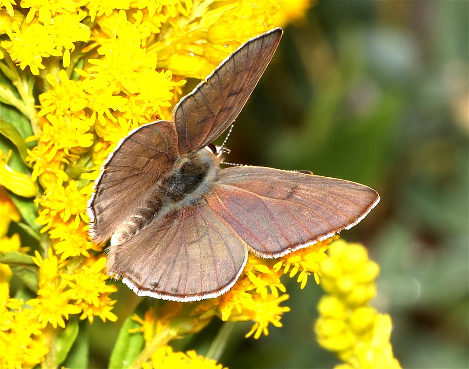 COPPER, EDITH'S (Lycaena editha) (09-02-2022) about 5900 ft, table mt, jackson co, or -04