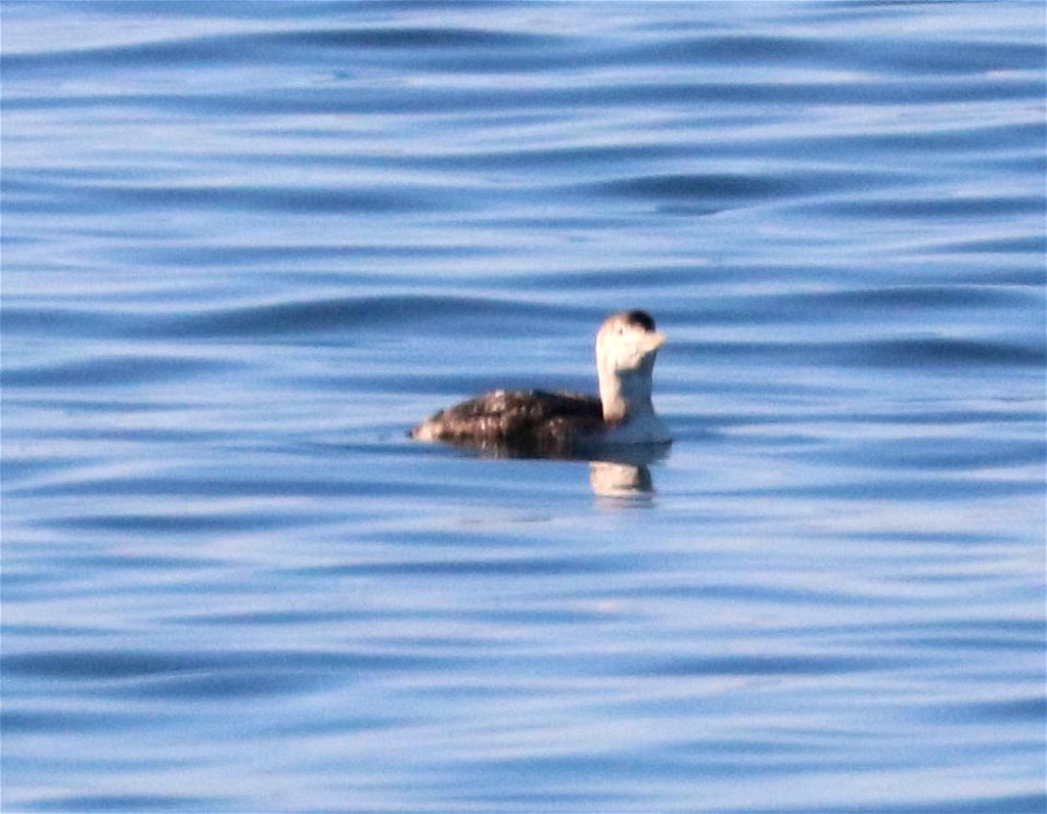 094 - YELLOW-BILLED LOON (9-21-2021) junenile, south side of anchor way, crescent city harbor, del norte co, ca (3)