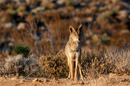 West Entrance Coyote photo