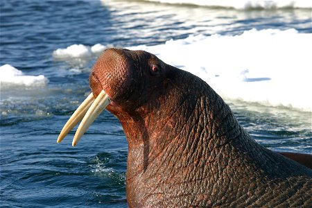 Pacific Walrus Bull Hauled Out photo