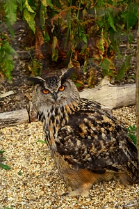 Bubo bubo predator hunter