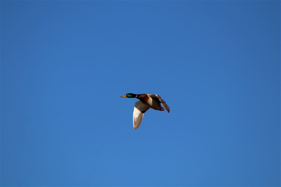 Mallard Owens Bay Lake Andes National Wildlife Refuge South Dakota