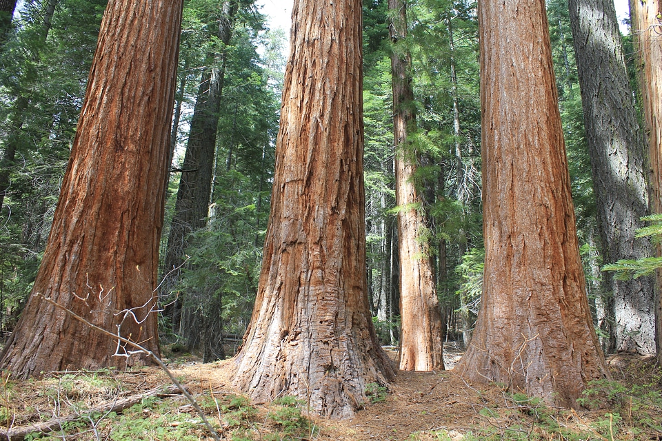 The northernmost stand of Seqouia gigantea California