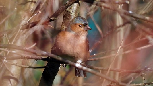 Buchfink-Männchen in der Hecke