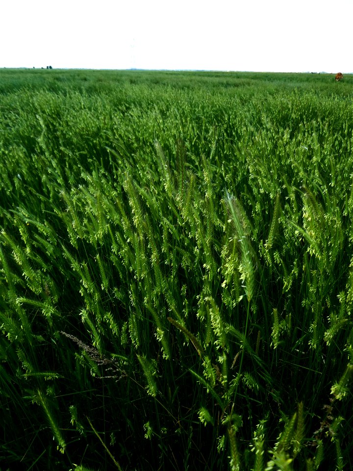 Hordeum secalinum Schreb., 1771
