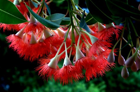Red-flowering Gum (Corymbia ficifolia)