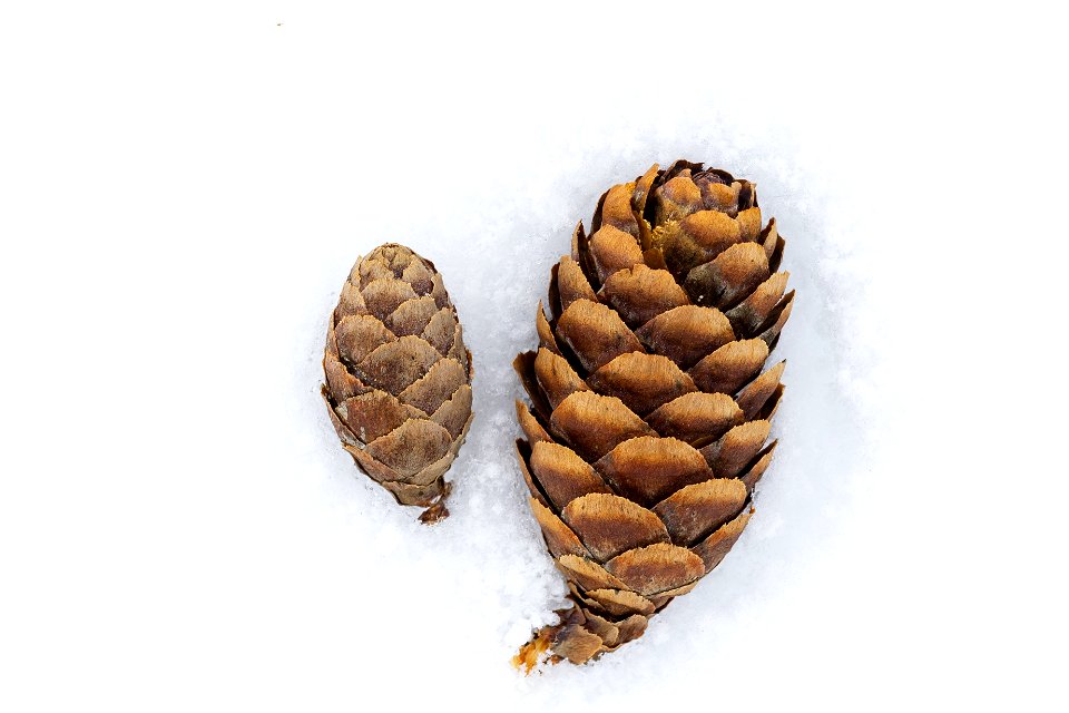 Black spruce cones (Picea mariana).
