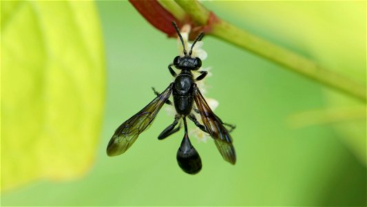 Isodontia mexicana (Stahlblauer Grillenjäger)