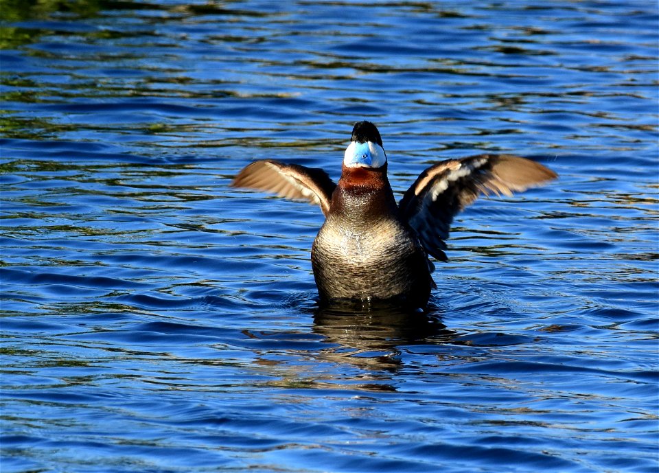 Ruddy duck at Seedskadee National Wildlife Refuge