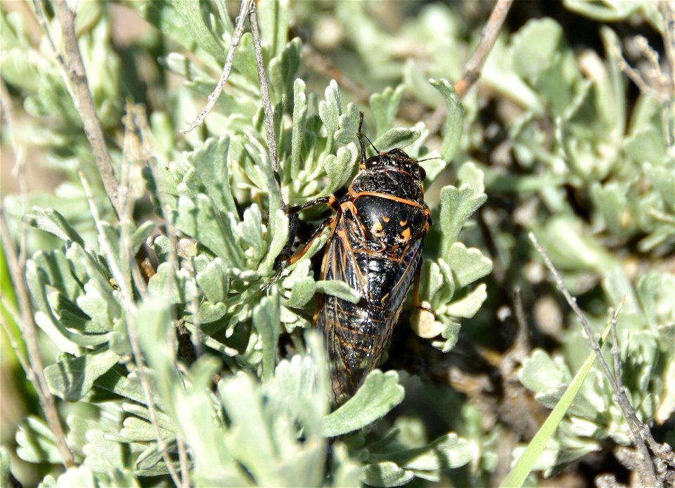 Sagebrush cicada at Seedskadee National Wildlife Refuge Wyoming