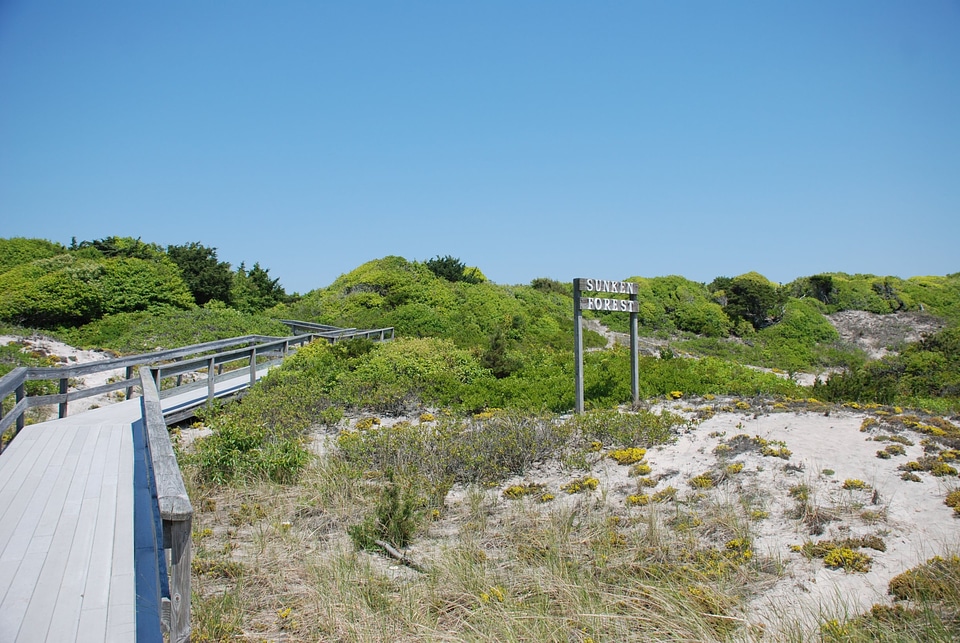 Sunken Forest Fire Island National Seashore