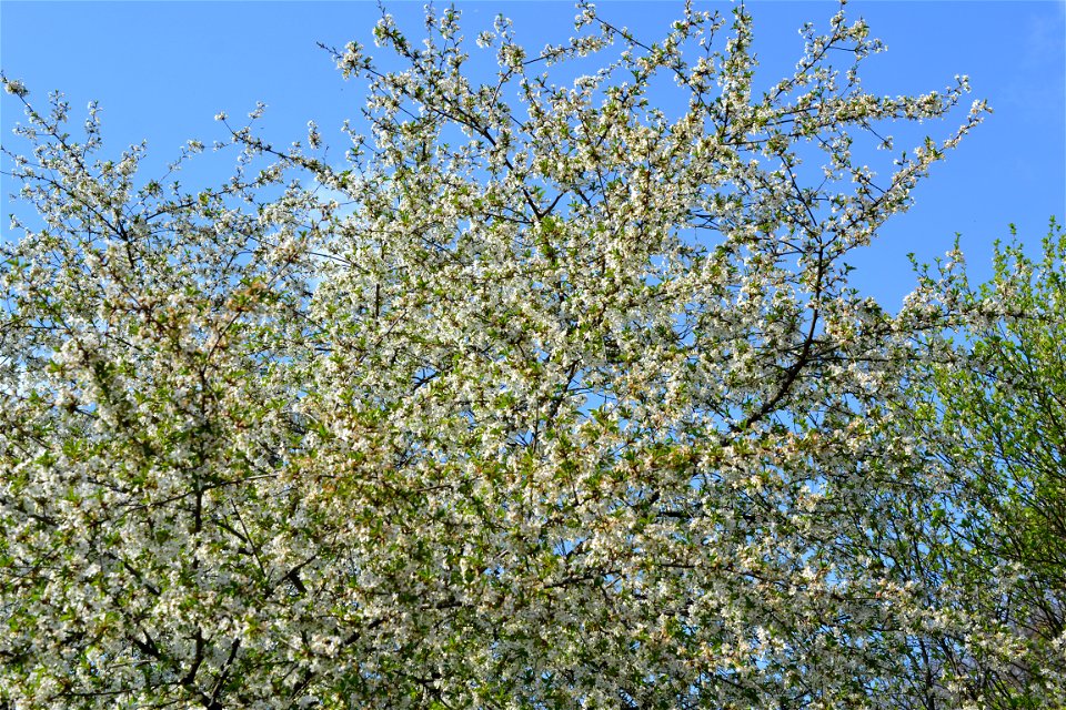 Spring ,April 2023