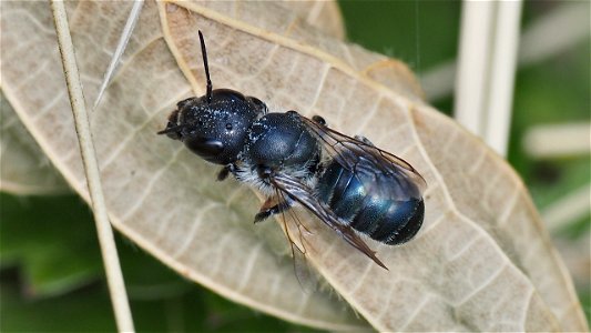 Osmia sp. (Mauerbiene) - Weibchen