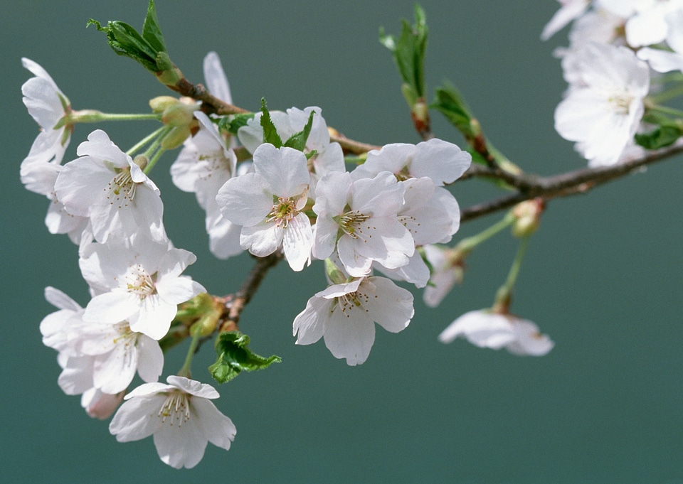 White apple flowers branch