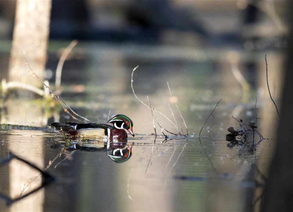 Wood duck drake