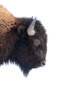 Bison on the National Elk Refuge