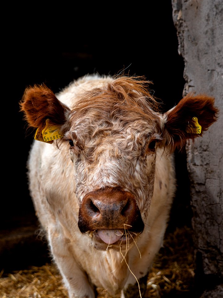 Low Bankside Farm photo