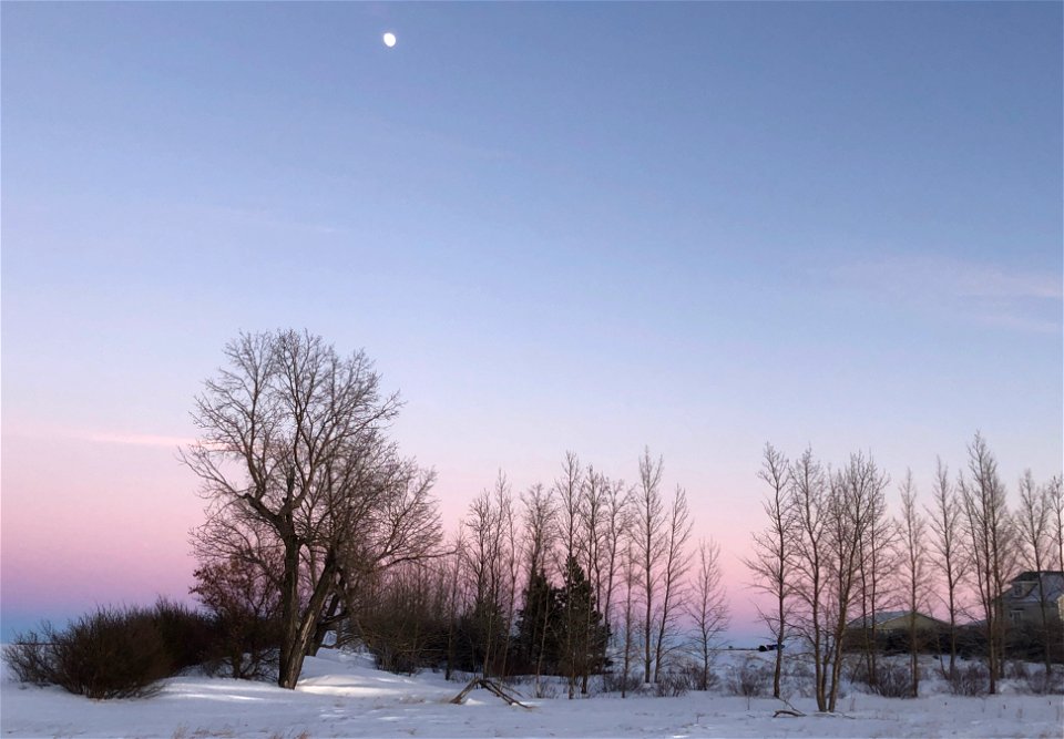 Moon Over North Shelter Belt