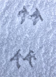 The Grouse Two Step