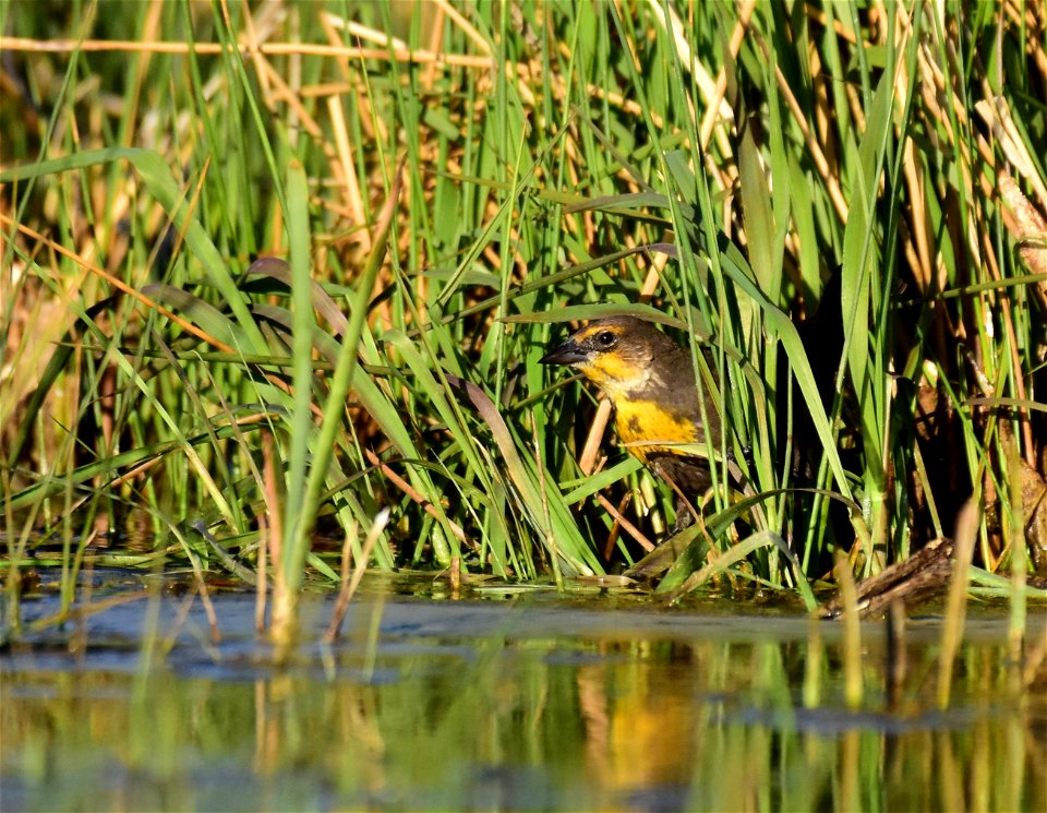 Yellow headed blackbird at Seedskadee National Wildlife Refuge