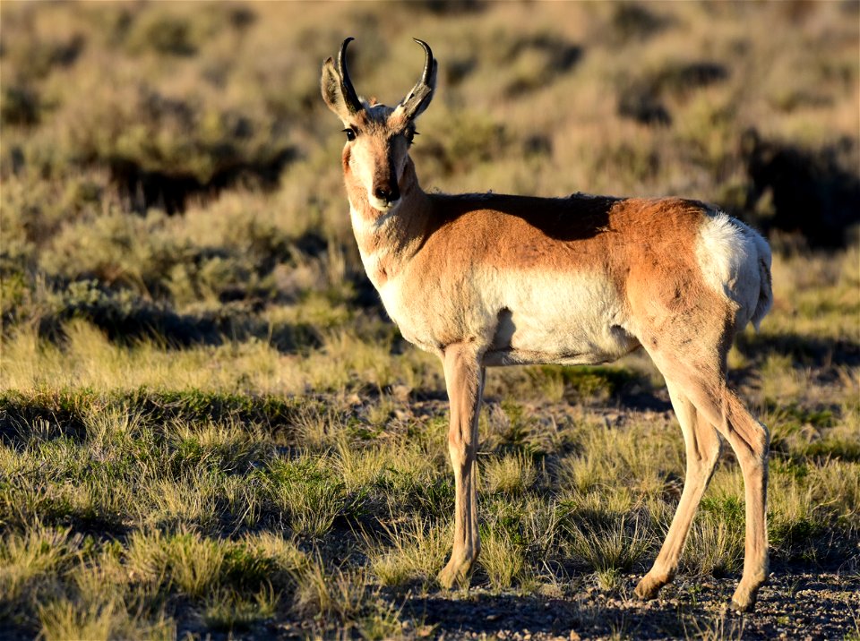 Pronghorn at Seedskadee National Wildlife Refuge