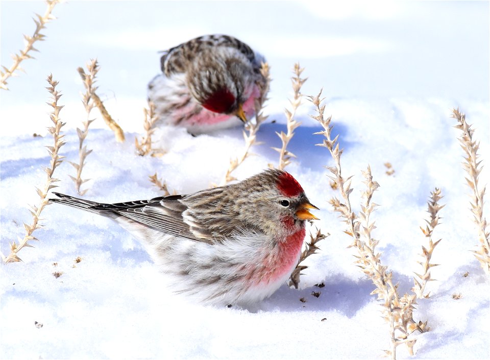 Common redpoll at Seedskadee National Wildlife Refuge