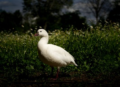 free goose photo