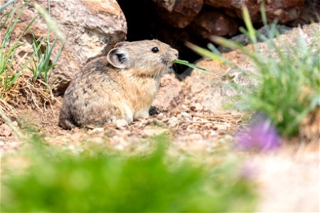 Pika eating grass photo