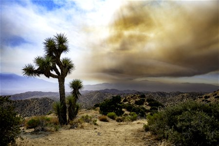 Smoke from the Apple Fire over a Joshua tree
