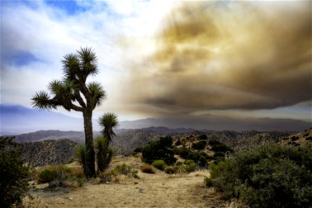 Smoke from the Apple Fire over a Joshua tree photo