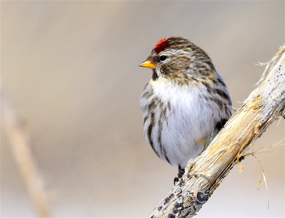 Common redpoll at Seedskadee National Wildlife Refuge
