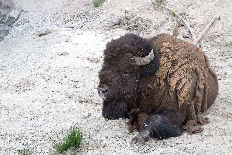 Bison in the Yellowstone national park, Wyoming