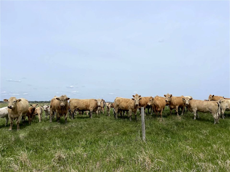 Cows Observing Duck Counts Lake Andes Wetland Management District South Dakota