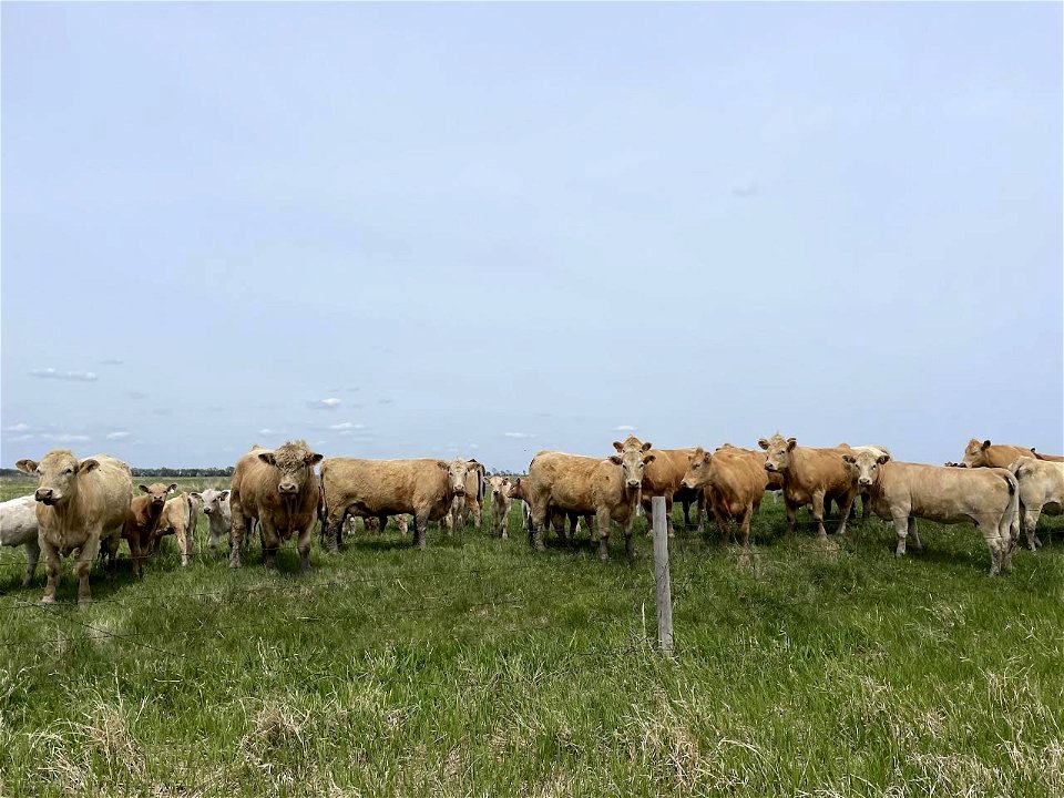 Cows Observing Duck Counts Lake Andes Wetland Management District South Dakota photo