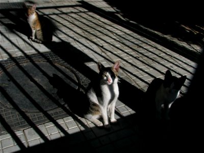 cats_in_Panduri (1) photo