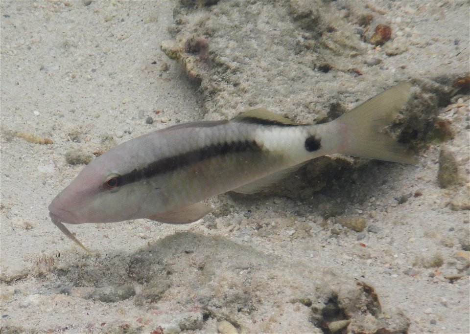 Parupeneus macronema 1