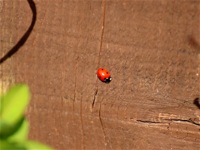 Ladybird photo
