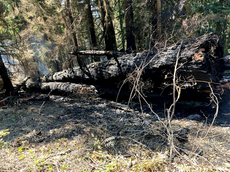 SmolderingTree1 CedarCkFire 220823